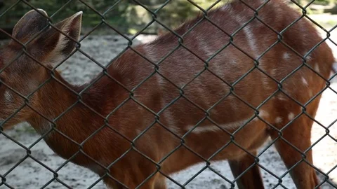 Sitatunga-Tragelaphus spekii Vídeos de archivo 119134553