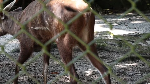 Sitatunga-Tragelaphus spekii. Stock Footage 119134557