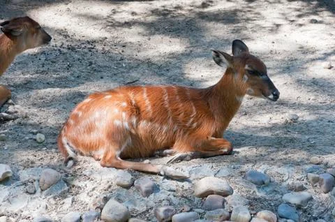 Sitatunga (Tragelaphus spekii) Stock Photos