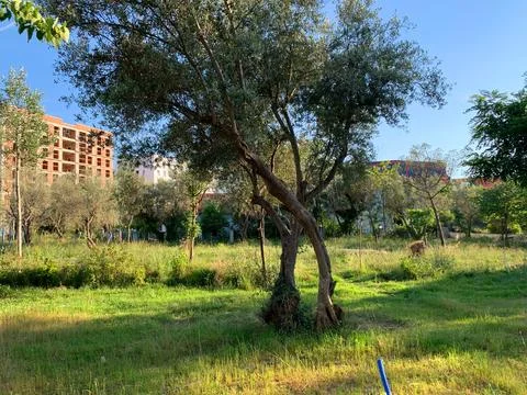 Site with grass and old tree, houses and infrastructure in background Stock Photos