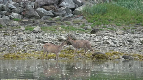 Sitka Black Tail Deer walking along shore in coastal Alaska Stock Footage 242529973