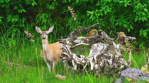 Sitka Blacktail Deer Stock Footage 78550446