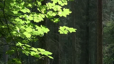 Sitka spruce forest on the Brown Clee, Shropshire, England 库存影片 11252969