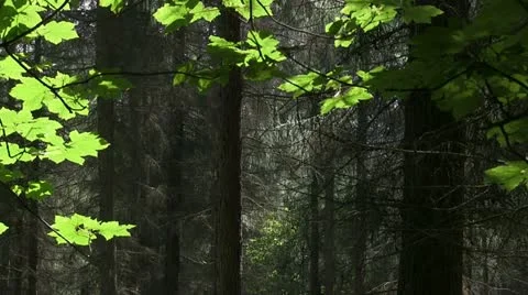 Sitka spruce forest on the Brown Clee, Shropshire, England Stock Footage 11253236