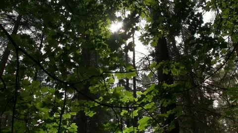 Sitka spruce forest on the Brown Clee, Shropshire, England Video stock 11253513