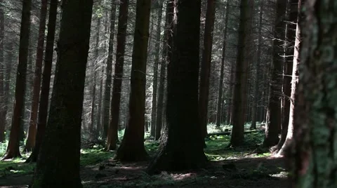 Sitka spruce forest on the Brown Clee, Shropshire, England 库存影片 11271518