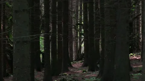 Sitka spruce forest on the Brown Clee, Shropshire, England Video stock 11272263
