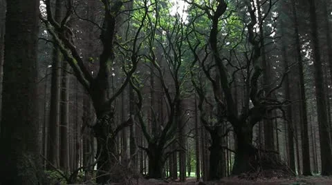 Sitka spruce forest on the Brown Clee, Shropshire, England Stock Footage 11273911