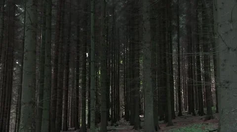 Sitka spruce forest Video stock 11272262