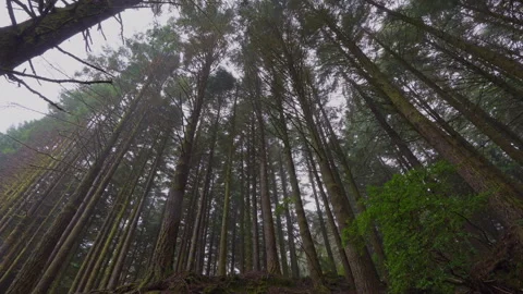 SITKA SPRUCE FOREST  Stock Footage 292277119