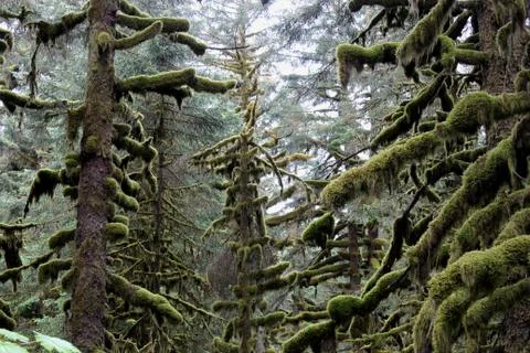 Sitka Spruce Forest Stock Photos