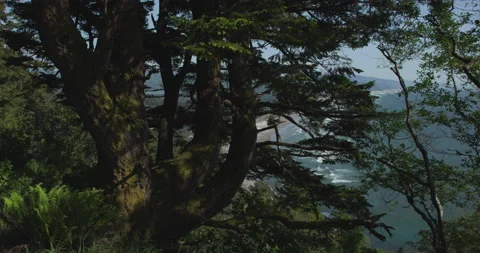 Sitka Spruce Tree With Pacific Coastline in the Background Stock Footage 201477465