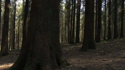 Sitka spruce trees in a forest Stock Footage 23251050