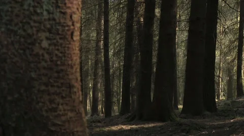 Sitka spruce trees in a forest Stock Footage 23251110
