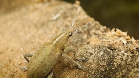 Sitona (Charagmus gressorius), a weevil native to Europe. Stock Footage 326061870