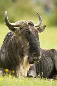 Sitted Wildebeest Stock Photos