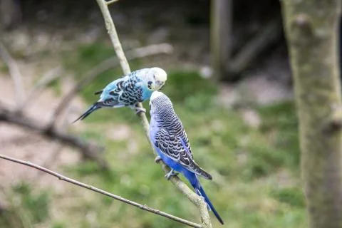 Sittiche Stock Photos