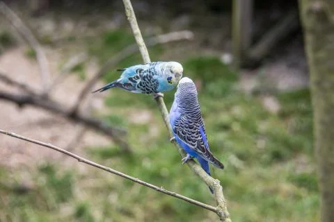 Sittiche Stock Photos