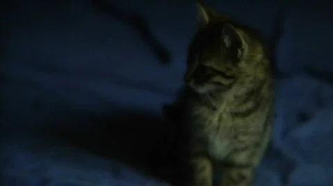 Sitting and staring cat 스톡 동영상 873991