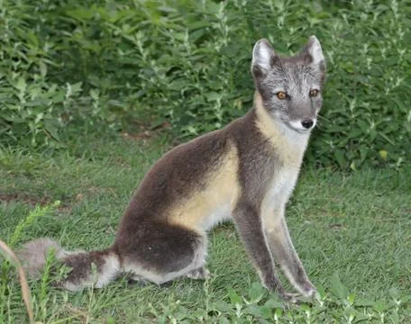 Sitting Arctic Fox Stock Photos