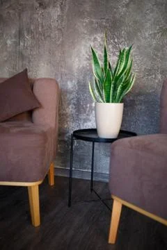 Sitting area with brown sofas and pots of juicy greenery Stock Photos