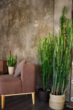Sitting area with brown sofas and pots of juicy greenery Stock Photos