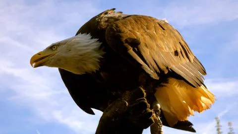 Sitting bald Eagle. Bird close up.  feather. large bird. animal background Stock Photos