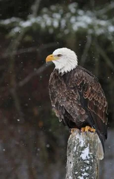 Sitting bald eagle Stock Photos