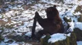 Sitting bear lika an old man HD Footage