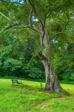 Sitting bench under a tree Stock Photos