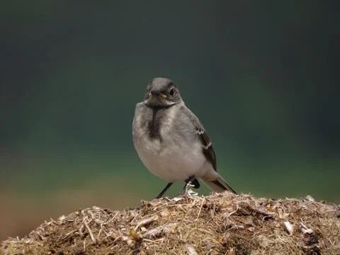 Sitting bird on a beautiful background Stock Photos