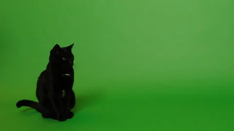 Sitting black cat Stock Footage 146013692