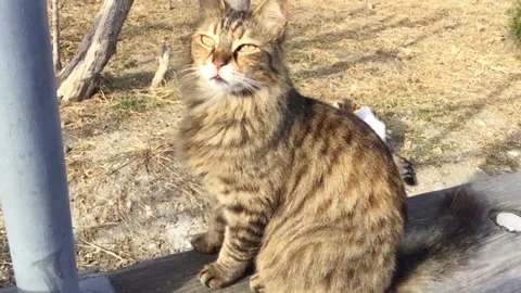 Sitting Brown cat Video stock 88772841