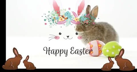 Sitting brown rabbit on right white backdrop near eggs, bunny face with Happy Stock Photos