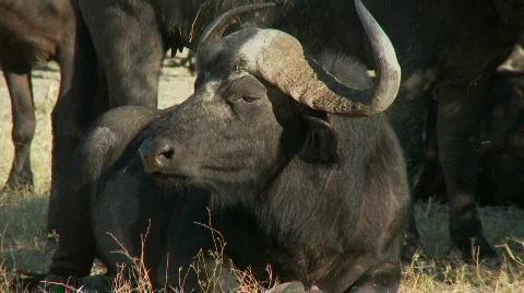 A sitting buffalo Видео 369652