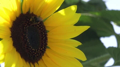 Sitting bumblebee on a blossoming sunflower Stock Footage 93786591