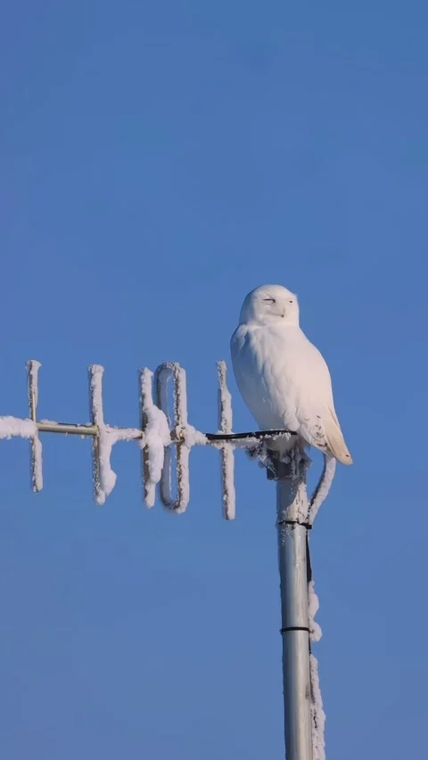 Sitting calm owl Stockbeeldmateriaal 330258560