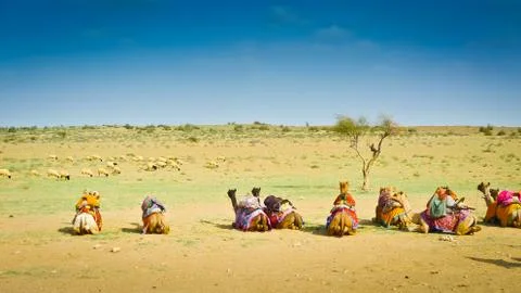 Sitting camels Stock Photos