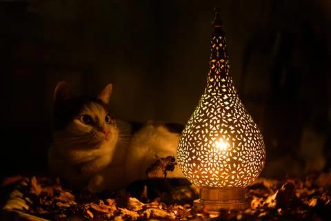 Sitting cat besides lamp Stock Photos