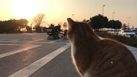 Sitting cat Stock Footage 144341501
