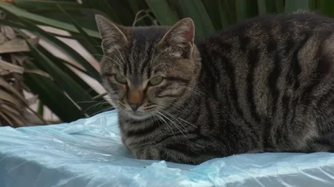 Sitting cat Stock Footage 219016769