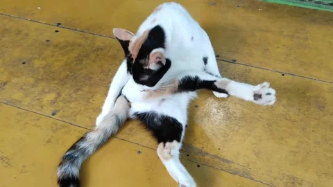 Sitting cat lick itself Stock Footage 259466206