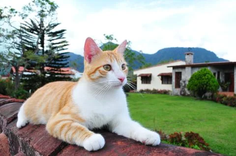 Sitting cat Stock Photos