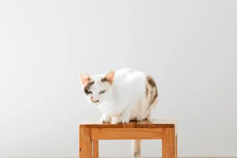 Sitting cat Stock Photos