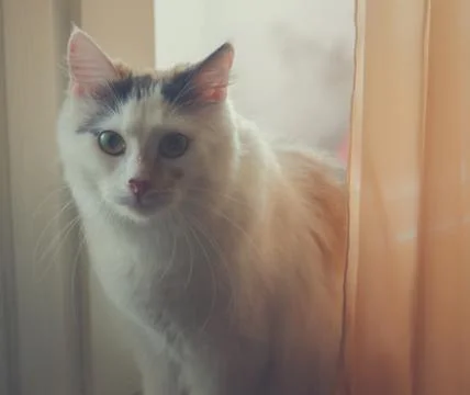 Sitting Cat Stock Photos