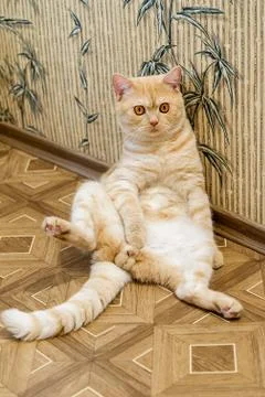 Sitting cat Stock Photos