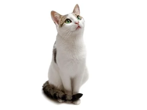 Sitting Cat Stock Photos