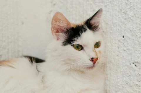 Sitting Cat Stock Photos