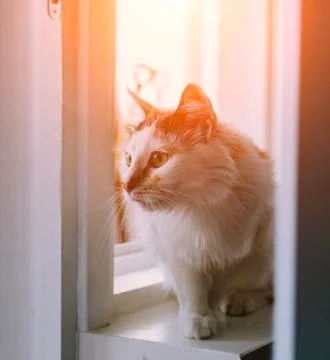 Sitting Cat Stock Photos