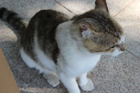Sitting cat Foto stock